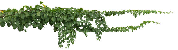vine plant jungle, climbing isolated on white background. Clipping path vine plant jungle, climbing isolated on white background. Clipping path liana stock pictures, royalty-free photos & images