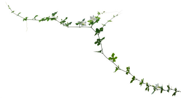 rebenpflanze klettern isoliert auf weißem hintergrund. clipping-pfad - hanging from the vine stock-fotos und bilder