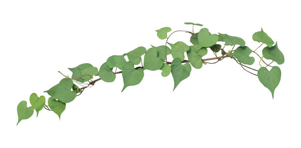 rebe pflanze isoliert auf weißem hintergrund. clipping-pfad - ivy vine frame leaf stock-fotos und bilder