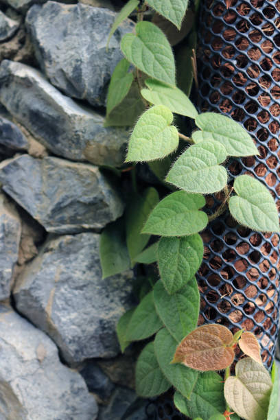 istock garden arrangement creeper plant 1078136954