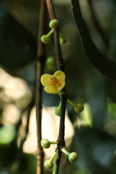 istock Gamboge tree herb in Thailand 1078137148