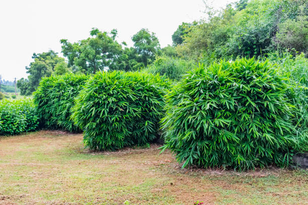 istock Close view of small Bamboo tree leafs shrubs & hibiscus tree shrubs in a greenery garden. 1078138150