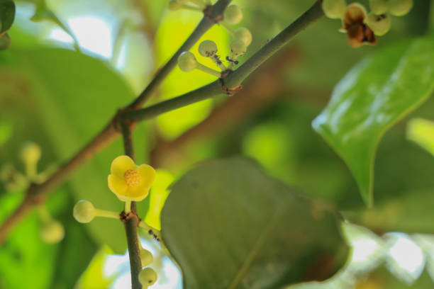 istock Gamboge tree herb in Thailand 1078139628