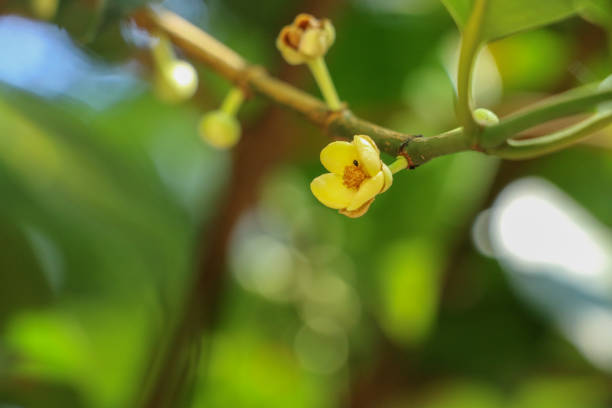 istock Gamboge tree herb in Thailand 1078139774