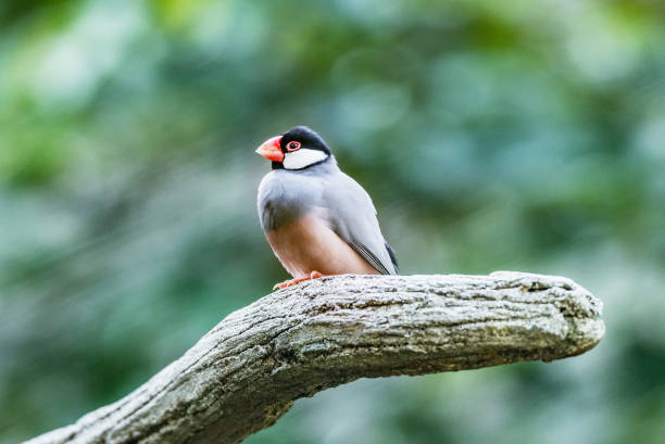 istock Bird on the tree branch in the tropical forest. 1078139784