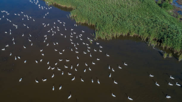 istock white swans in Danube Delta, Romania 1078139796