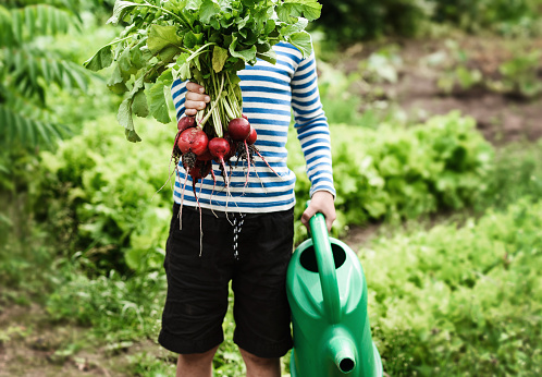 Little boy with fresh radish on a sunny day at the farm