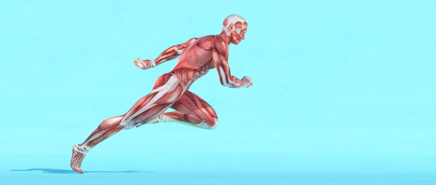 istock Male muscular system running. This is a 3d render illustration 1078146412