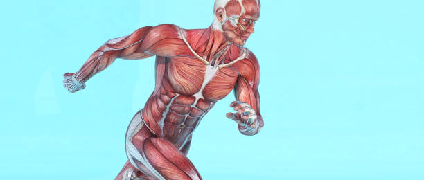 istock Male muscular system running. This is a 3d render illustration 1078146450
