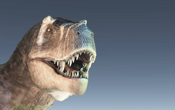 istock 3d render dinosaur - trex white on blue background. This is a 3d render illustration 1078146570