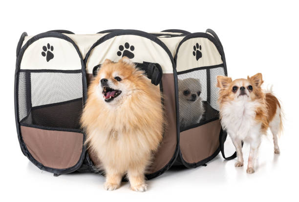 istock dogs in pen 1078146760