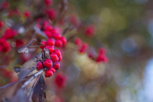istock Winterberry bright red berries in autumn with copy space 1078148440