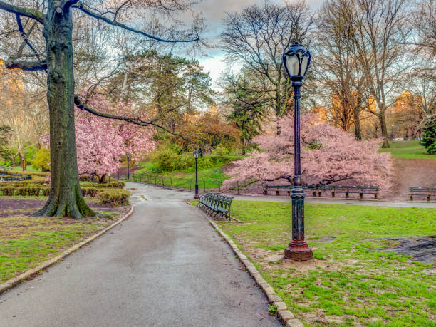 istock Central Park, New York City in spring 1078149140