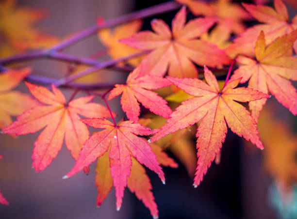 istock Central Park, New York City in autumn 1078149340