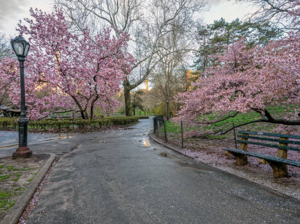 istock Central Park, New York City in spring 1078149460