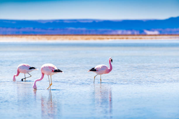 istock Wild Flamingos 1078149890