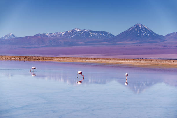 istock Wild Flamingos 1078149994