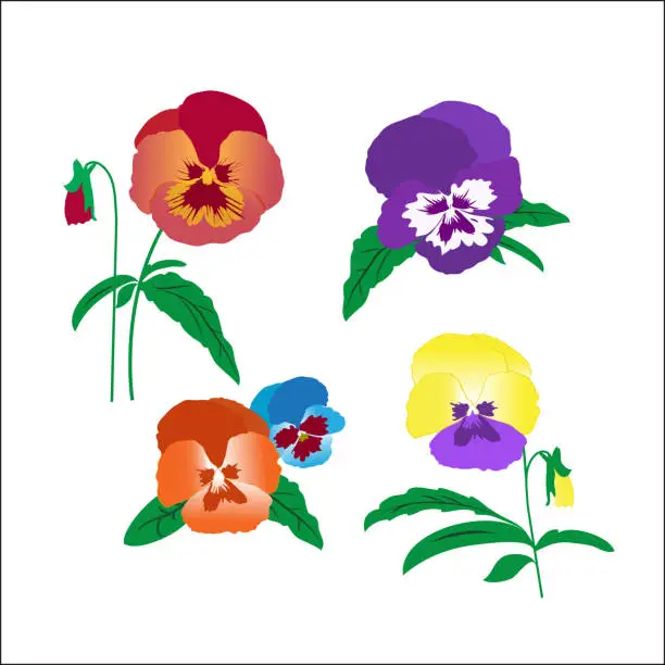 Vector illustration of Creative hand-drawn vector pansies