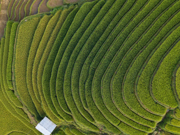 Rice fields on terraced of Mu Cang Chai, YenBai, Vietnam Vietnam landscapes with terraces rice field, beautiful terrace rice fields prepare the harvest at Northwest Vietnam yên bái stock pictures, royalty-free photos & images
