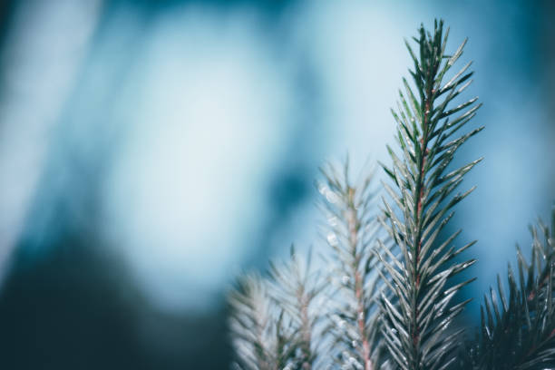 istock Christmas background. Green fir tree. 1078157048