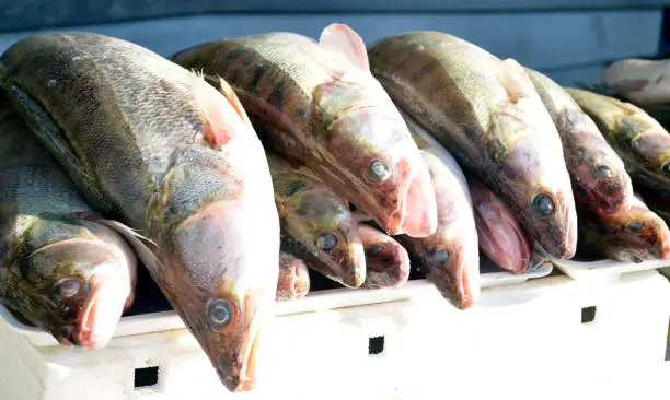 Photo of Freshwater fishes on the fish market