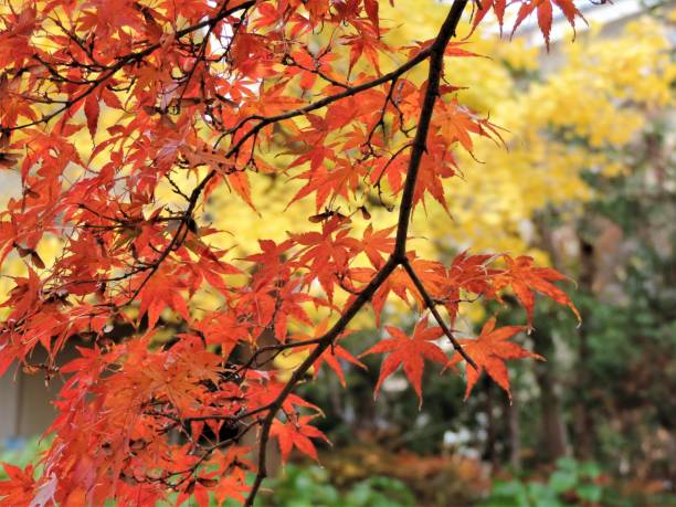 cores mágicas do outono - maple tree japanese culture leaf asian culture - fotografias e filmes do acervo