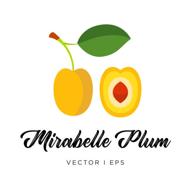 gelbe mirabelle pflaumen mit blatt, pit und einem stiel, editierbaren vektorgrafik. flache einfachen stil. - plum leaf fruit white stock-grafiken, -clipart, -cartoons und -symbole