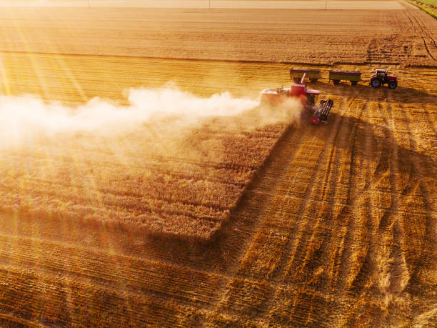 istock Golden field of cereals 1078167252