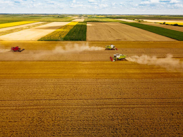 istock Harvesting in autumn 1078167266