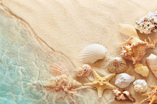 Summer vacations and marine background: starfish, conch shells and sea stones on tropical white sand border shot from above on wooden plank. The composition is at the left of an horizontal frame leaving useful copy space for text and/or logo at the right. High resolution 42Mp digital capture taken with SONY A7rII and Zeiss Batis 40mm F2.0 CF lens