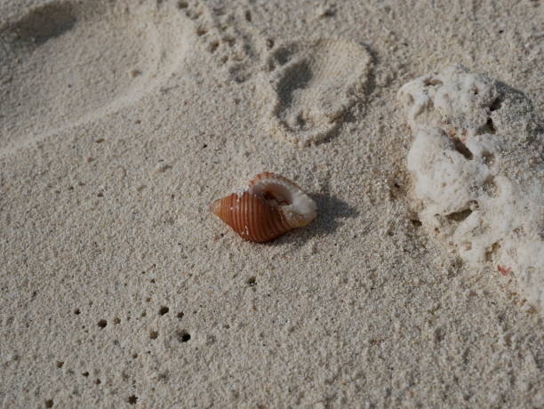 istock hermit crab on the ocean shore in Maldives 1078168494