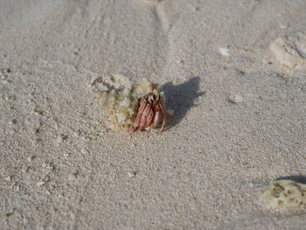 istock hermit crab on the ocean shore in Maldives 1078168584