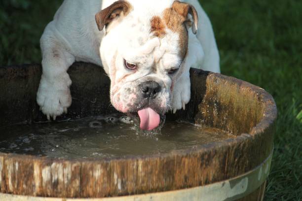 istock drinking english bulldog 1078168876