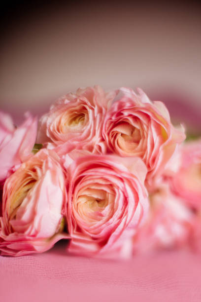 istock Living coral ranunculus flowers. 1078171502