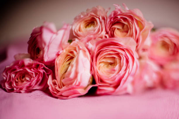 istock Living coral ranunculus flowers. 1078171512