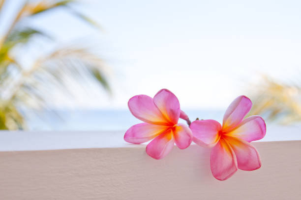 Flowers plumeria close-up.