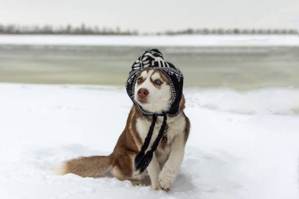 istock Funny husky dog in a hat. 1078174806