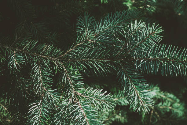 istock Christmas background. Green fir tree. 1078180594