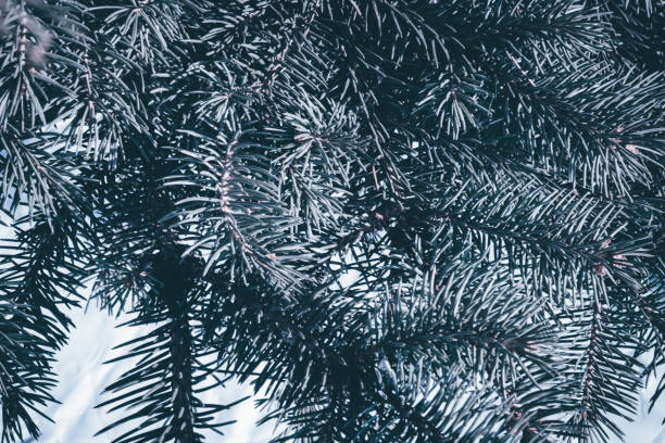 istock Christmas background. Green fir tree. 1078180636
