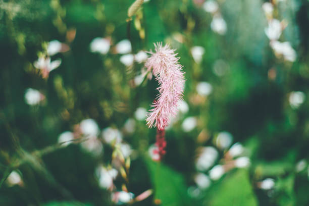 Flower, Bouquet, Flowerbed, Plant, Russia
