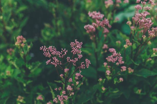 Flower, Bouquet, Flowerbed, Plant, Russia