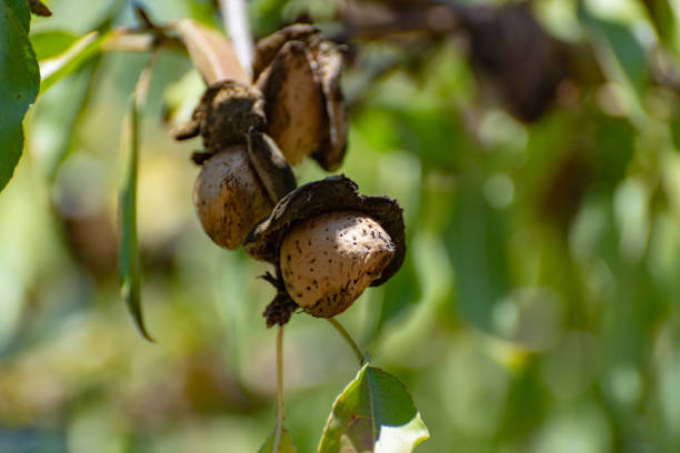 Mature almond nuts in their skin, seeds in shell and unshelled isolated on white background