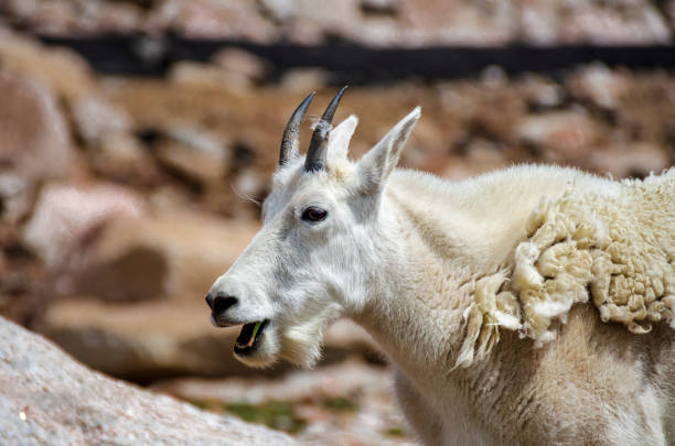 Mountain goat, oreamnos americanus, or Rocky Mountain Goat, losing its winter coat during the short summer months.  Image captured on Mount Evans in Colorado during August.