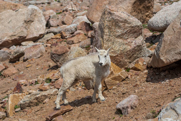 istock Baby Mountain Goat on Mount Evans in Colorado 1078182096
