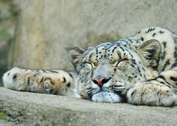 Closeup of a Sleeping Snow Leopardon a Rock