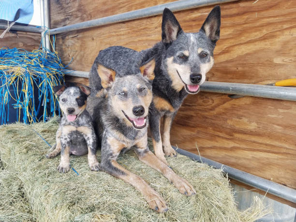 Three Dogs on Hay Bale A Heeler, Heeler mix, and Heeler mix puppy on a hay bale in a horse stall dog group of animals three animals happiness stock pictures, royalty-free photos & images