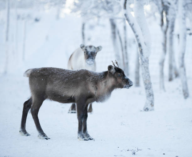 istock Reindeer calf snow glade 1078204698