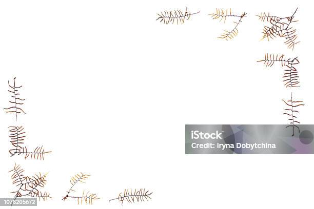 Frame Of Dried Fern Twigs Minimalisme Concept Stock Photo - Download Image Now - Anniversary, Art, Botany