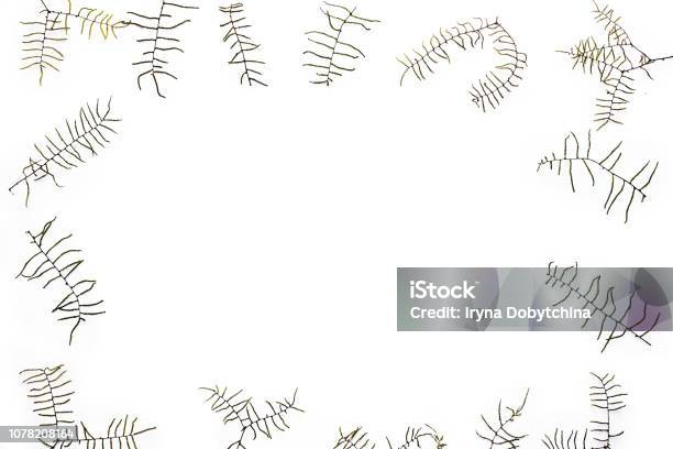 Frame Of Dried Fern Twigs Minimalisme Concept Stock Photo - Download Image Now - Anniversary, Art, Backgrounds