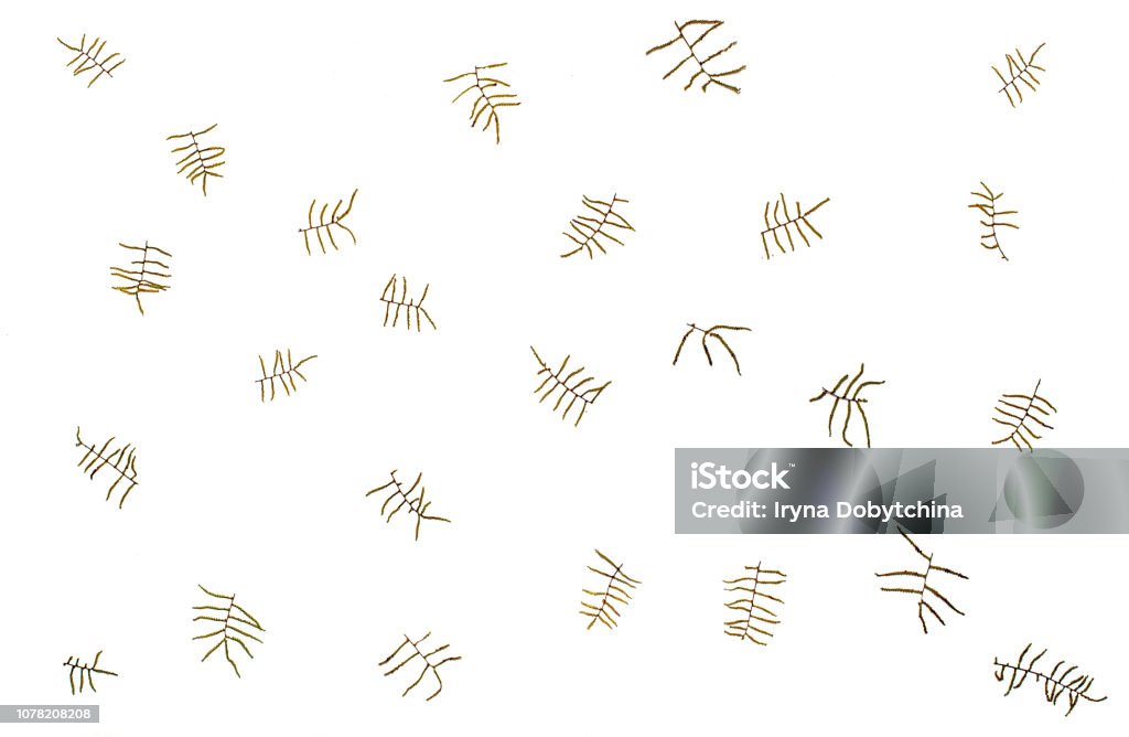 Background of dried fern twigs. Minimalisme concept. Background of dried fern twigs. Flat lay, top view, copy space. Minimalisme concept. Anniversary Stock Photo